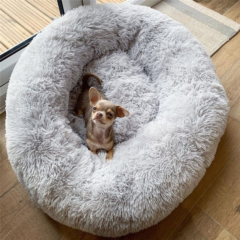 Purrfect Nest